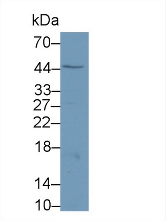 Polyclonal Antibody to Caspase 1 (CASP1)