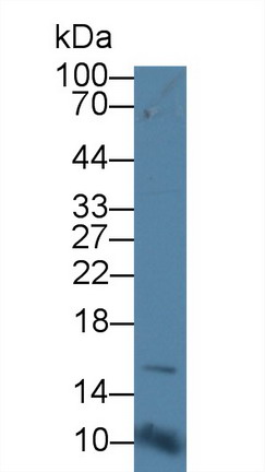 Polyclonal Antibody to Cluster Of Differentiation 164 (CD164)