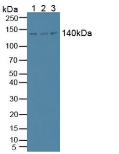 Polyclonal Antibody to Phospholipase C Beta 1 (PLCB1)