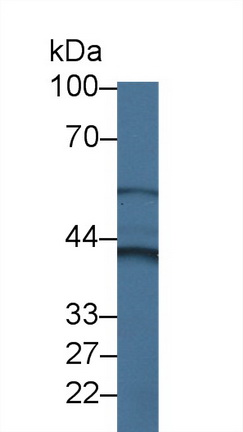 Polyclonal Antibody to Cytohesin 4 (CYTH4)