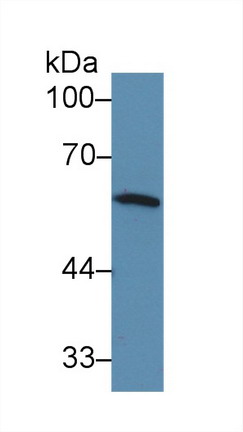 Polyclonal Antibody to Interferon Regulatory Factor 5 (IRF5)