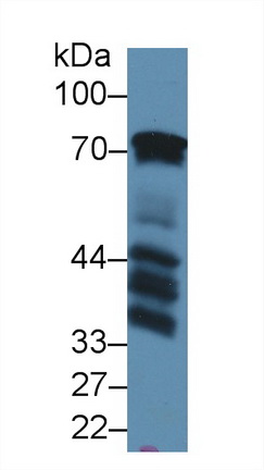 Polyclonal Antibody to B-Cell Linker Protein (BLNK)