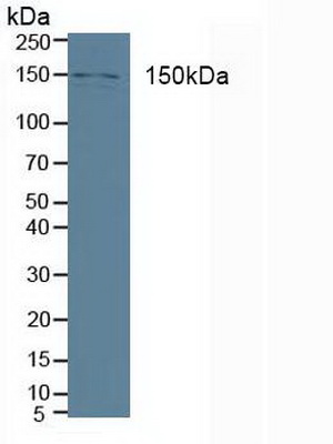 Polyclonal Antibody to Phospholipase C Beta 3, Phosphoinositide Specific (PLCb3)