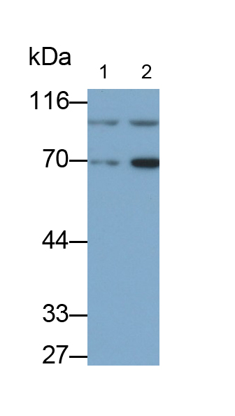 Polyclonal Antibody to Glucocorticoid Receptor (GR)