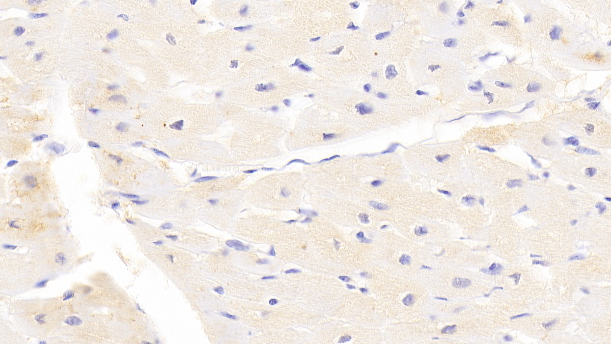 Polyclonal Antibody to Lysosomal Associated Membrane Protein 3 (LAMP3)