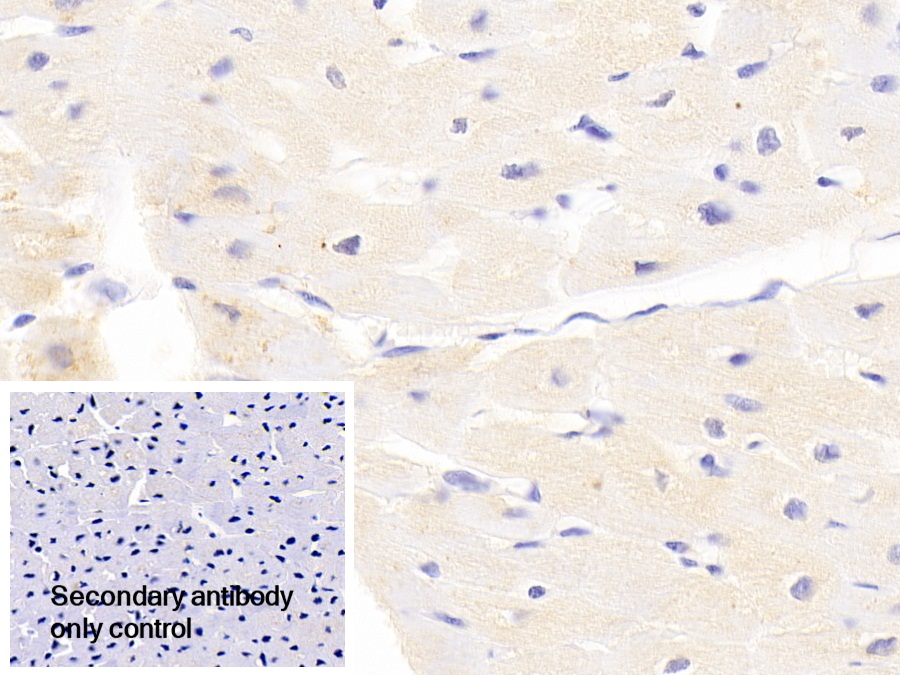 Polyclonal Antibody to Lysosomal Associated Membrane Protein 3 (LAMP3)