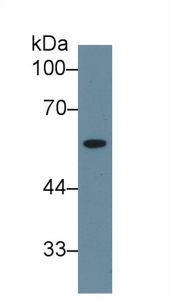 Polyclonal Antibody to Neuraminidase (NEU)