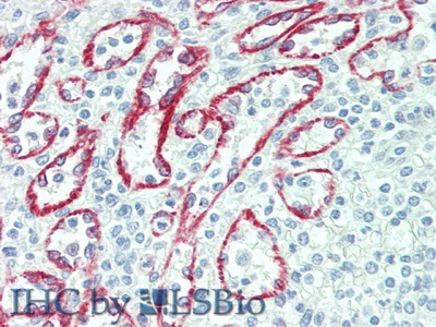 Polyclonal Antibody to Neuraminidase (NEU)