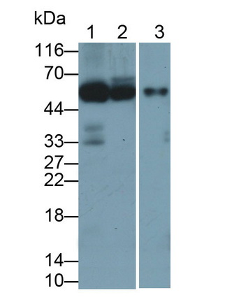 Polyclonal Antibody to Neuraminidase (NEU)