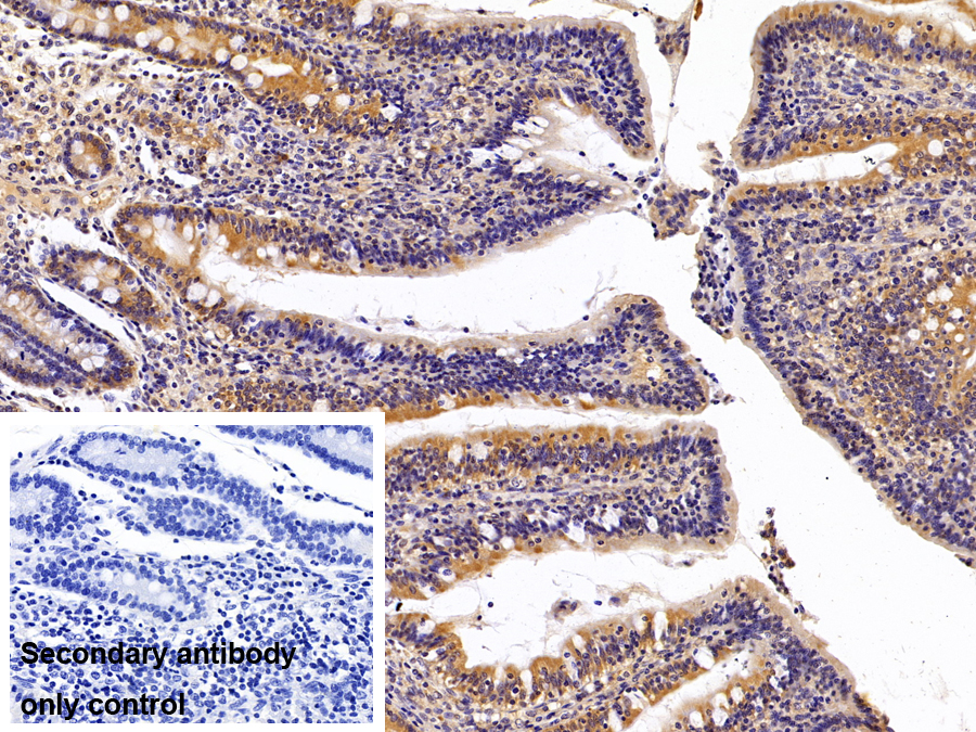 Polyclonal Antibody to Neuraminidase (NEU)