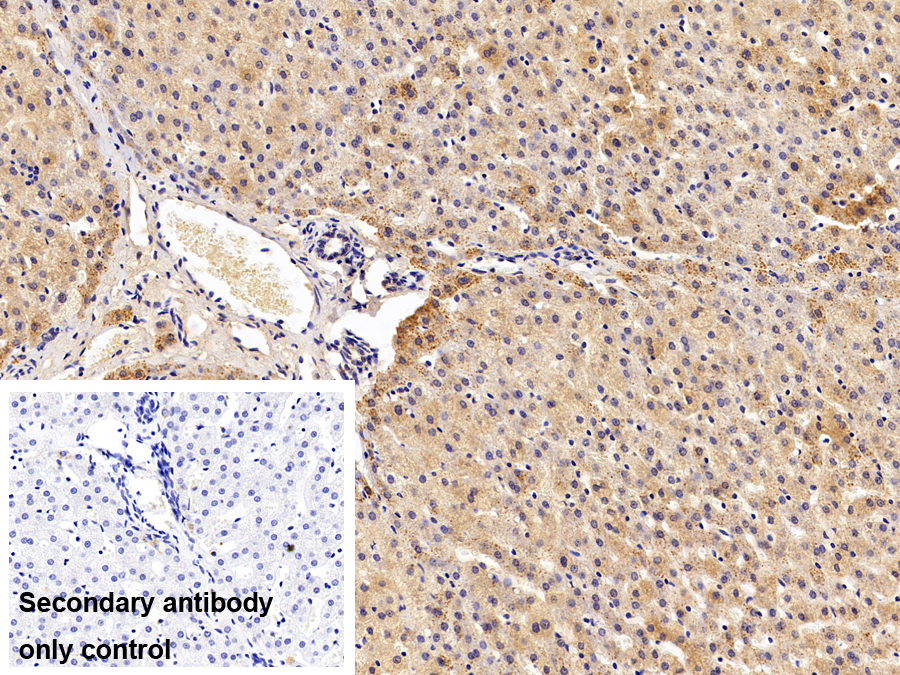 Polyclonal Antibody to Neuraminidase (NEU)