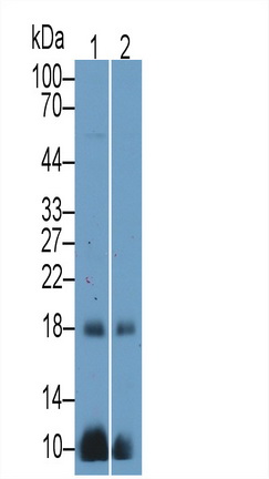 Polyclonal Antibody to Chorionic Gonadotropin Alpha Polypeptide (CGa)