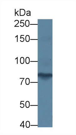 Polyclonal Antibody to Protocadherin Alpha 1 (PCDHa1)