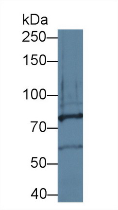 Polyclonal Antibody to Protocadherin Alpha 1 (PCDHa1)