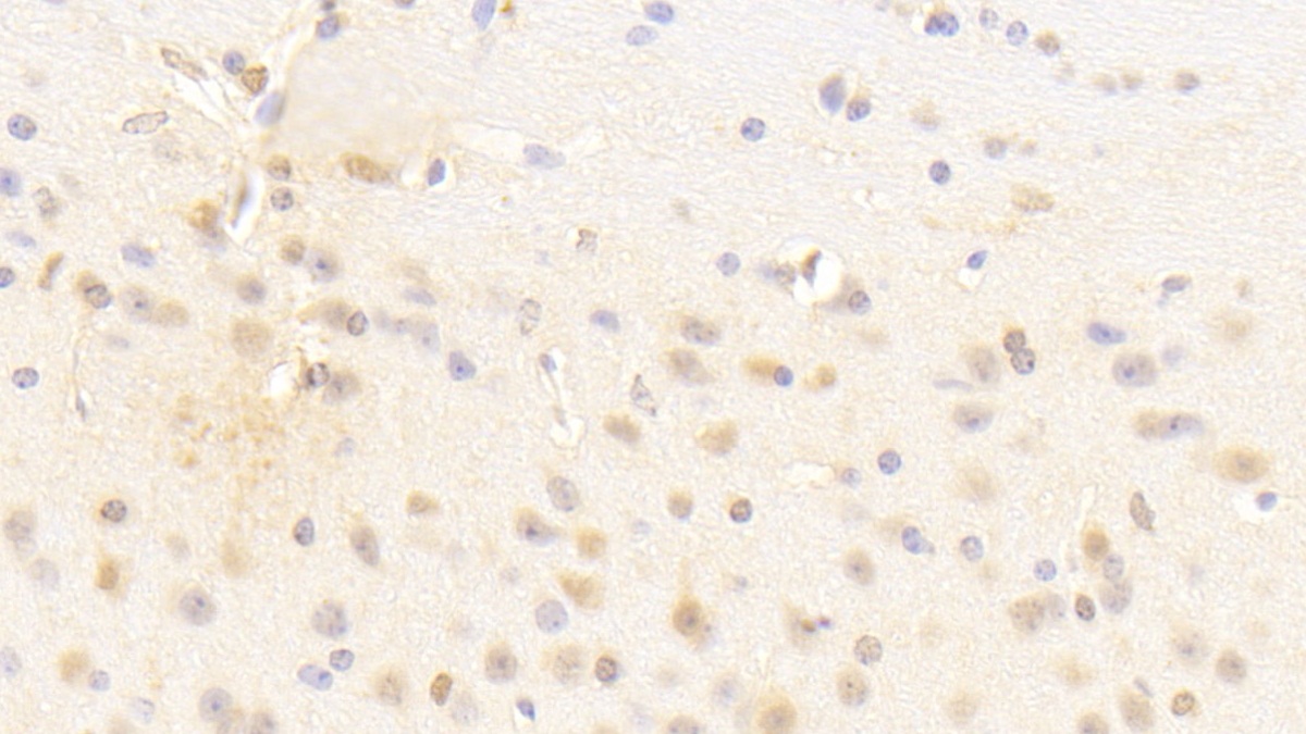 Polyclonal Antibody to Protocadherin Alpha 1 (PCDHa1)