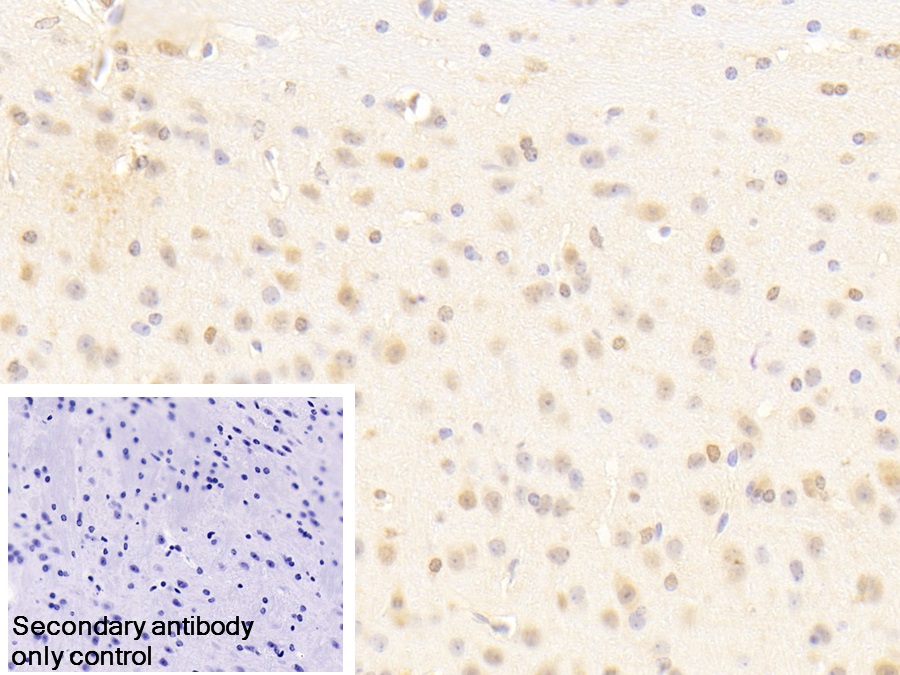 Polyclonal Antibody to Protocadherin Alpha 1 (PCDHa1)