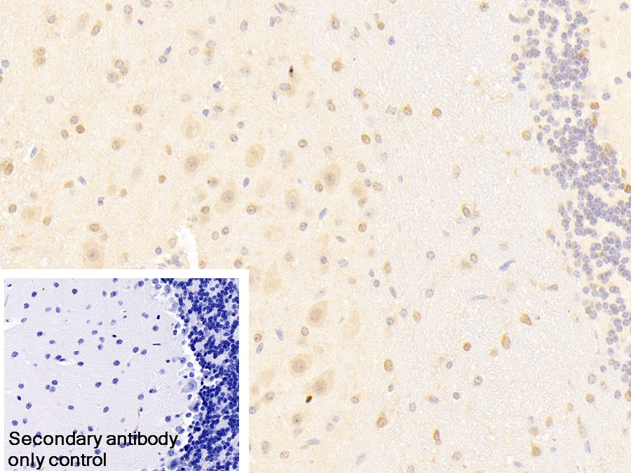 Polyclonal Antibody to Protocadherin Alpha 1 (PCDHa1)