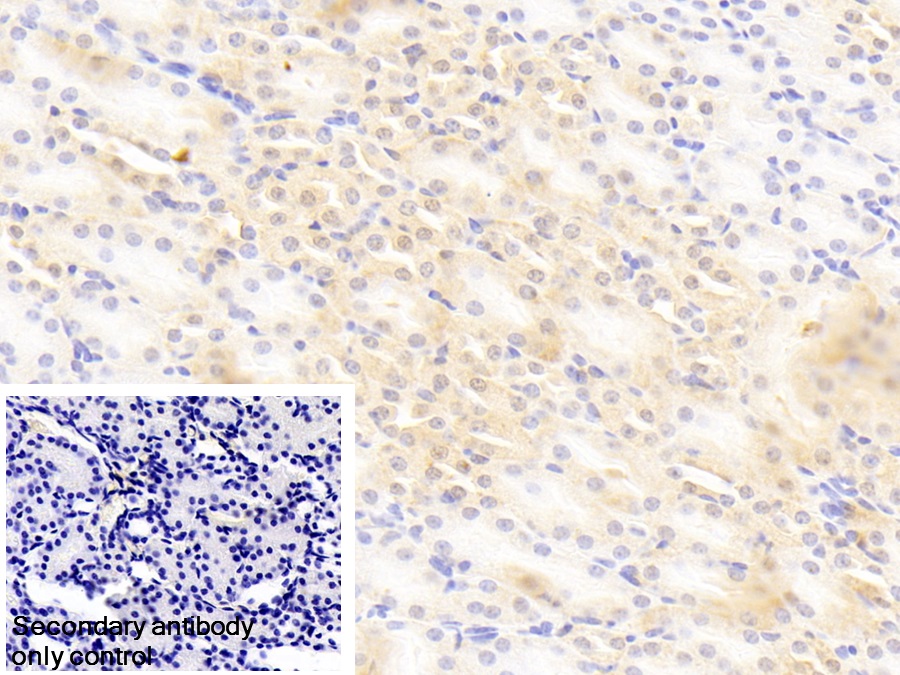 Polyclonal Antibody to Protocadherin Alpha 1 (PCDHa1)