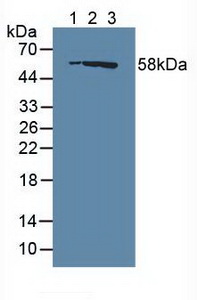 Polyclonal Antibody to Ras GTPase Activating Protein 1 (RASA1)