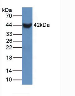 Polyclonal Antibody to Surfactant Protein B (SP-B)