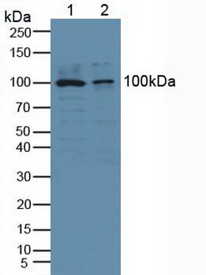 Polyclonal Antibody to Cytosolic Phospholipase A2 (PLA2G4)