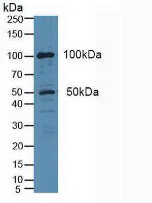 Polyclonal Antibody to Cytosolic Phospholipase A2 (PLA2G4)