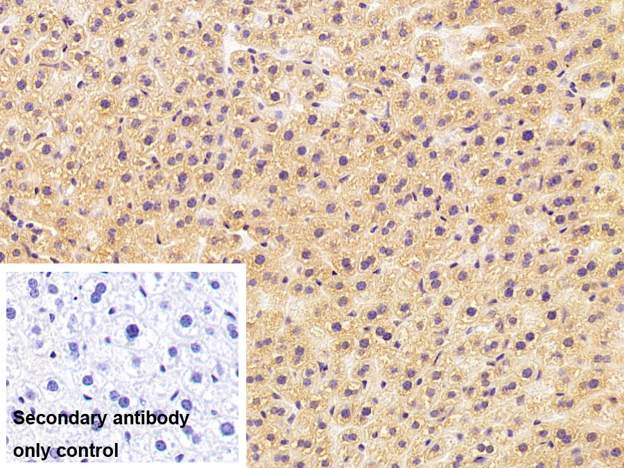 Polyclonal Antibody to Cytosolic Phospholipase A2 (PLA2G4)