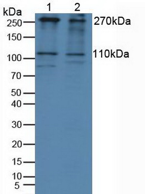 Polyclonal Antibody to Insulin Like Growth Factor 2 Receptor (IGF2R)