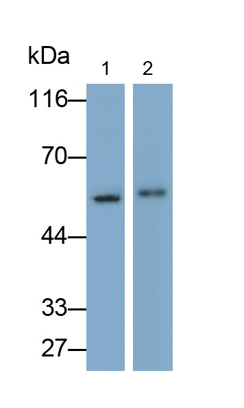 Polyclonal Antibody to Glucose Transporter 3 (GLUT3)