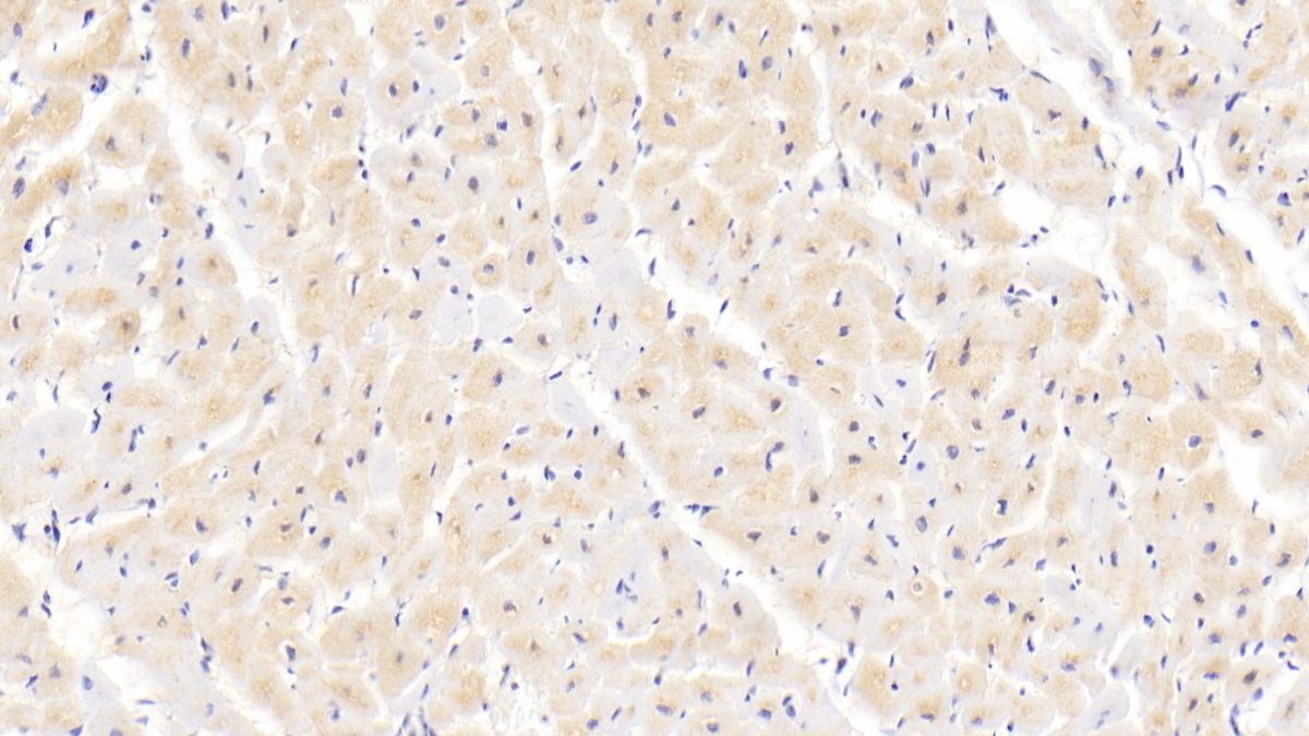 Polyclonal Antibody to Peptidylprolyl Isomerase C (PPIC)