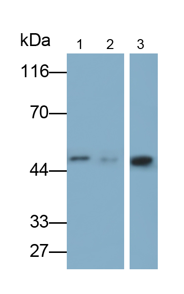 Polyclonal Antibody to Myostatin (MSTN)