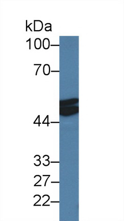 Polyclonal Antibody to Myostatin (MSTN)