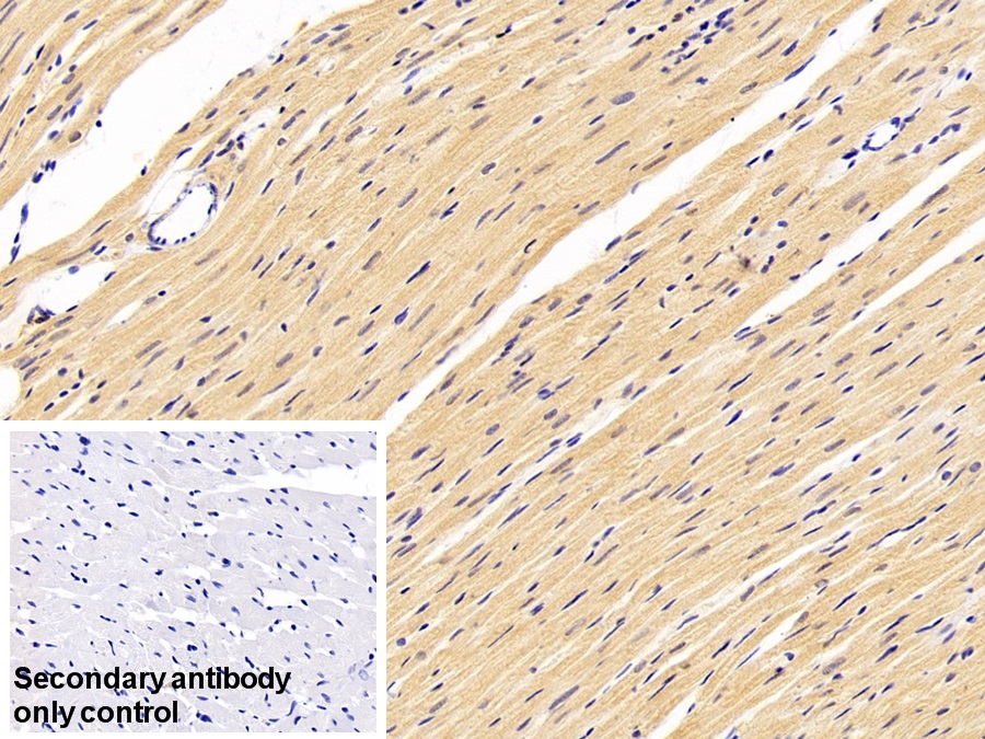 Polyclonal Antibody to Myostatin (MSTN)