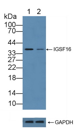 Polyclonal Antibody to CD300 Antigen Like Family Member C (CD300c)