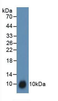 Polyclonal Antibody to Trefoil Factor 3 (TFF3)