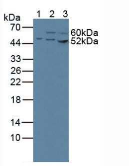 Polyclonal Antibody to Citrate Synthase (CS)