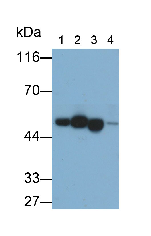 Polyclonal Antibody to Citrate Synthase (CS)