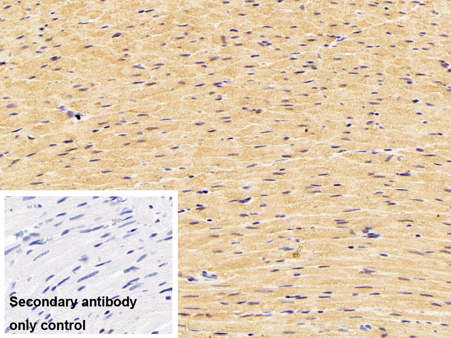 Polyclonal Antibody to Citrate Synthase (CS)