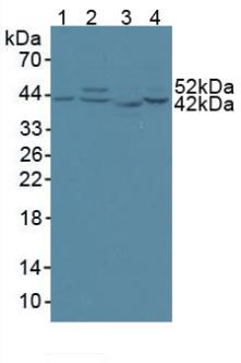 Polyclonal Antibody to Citrate Synthase (CS)