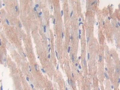 Polyclonal Antibody to Citrate Synthase (CS)