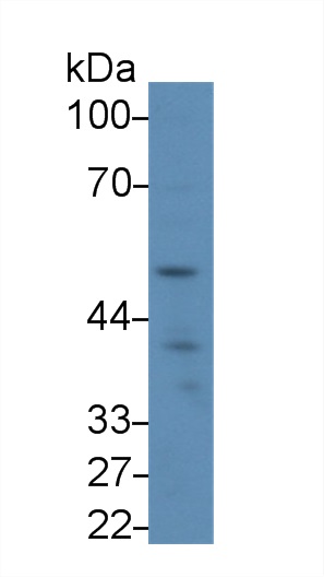 Polyclonal Antibody to Lymphocyte Activation Gene 3 (LAG3)