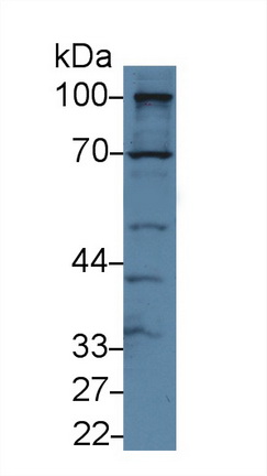 Polyclonal Antibody to Golgi Phosphoprotein 2 (GOLPH2)