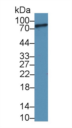 Polyclonal Antibody to Complement Component 1, S Subcomponent (C1s)