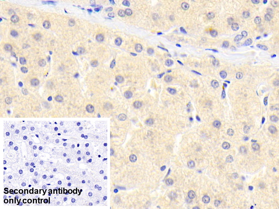 Polyclonal Antibody to Complement Component 1, S Subcomponent (C1s)