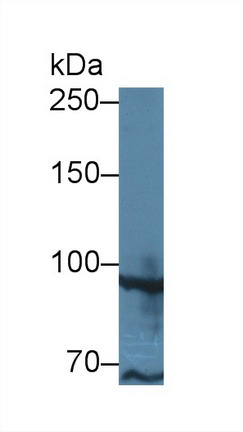 Polyclonal Antibody to TATA Box Binding Protein Associated Factor 2 (TAF2)