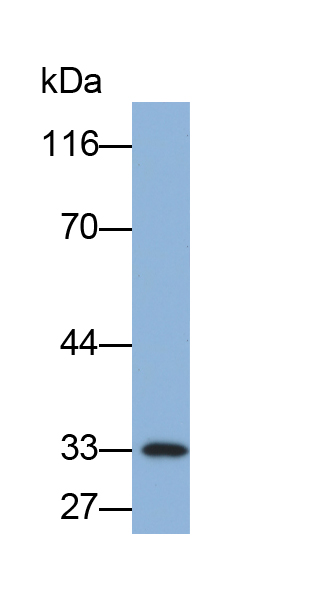 Polyclonal Antibody to Prion Protein (PRNP)