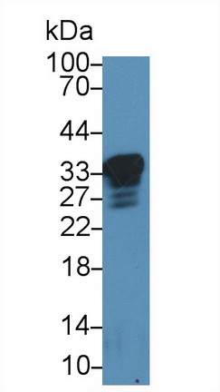 Polyclonal Antibody to Prion Protein (PRNP)