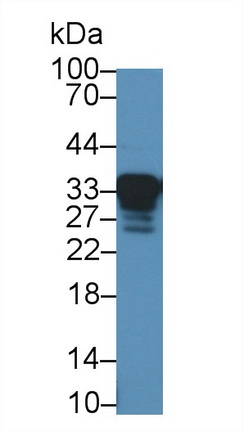 Polyclonal Antibody to Prion Protein (PRNP)