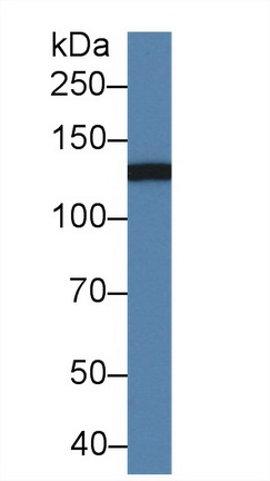 Polyclonal Antibody to Integrin Alpha M (CD11b)