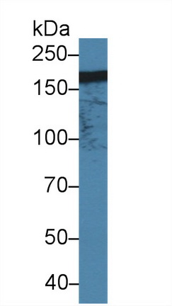 Polyclonal Antibody to Integrin Alpha M (CD11b)